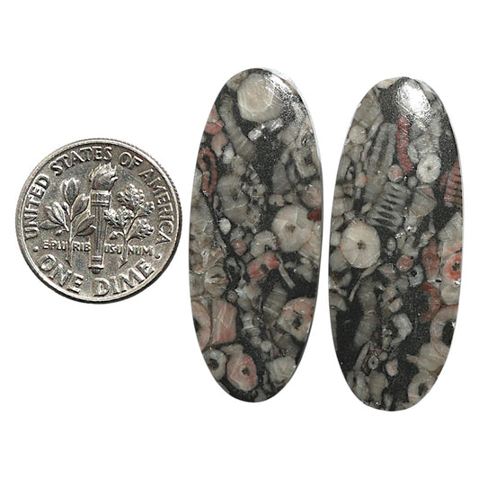 Natural Crinoid Fossil Coral 14.3x35.7x3.5 mm Oval Shape Polished Gemstone LS99-010562