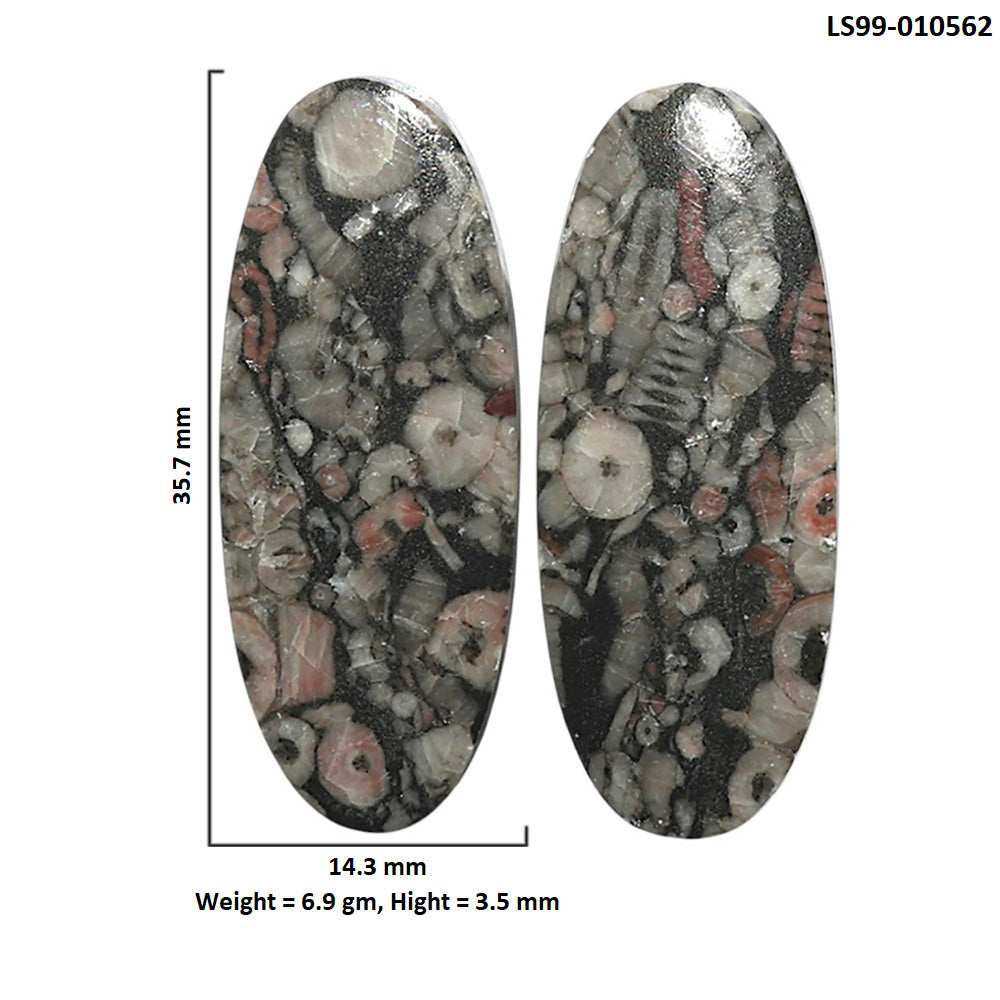 Natural Crinoid Fossil Coral 14.3x35.7x3.5 mm Oval Shape Polished Gemstone LS99-010562