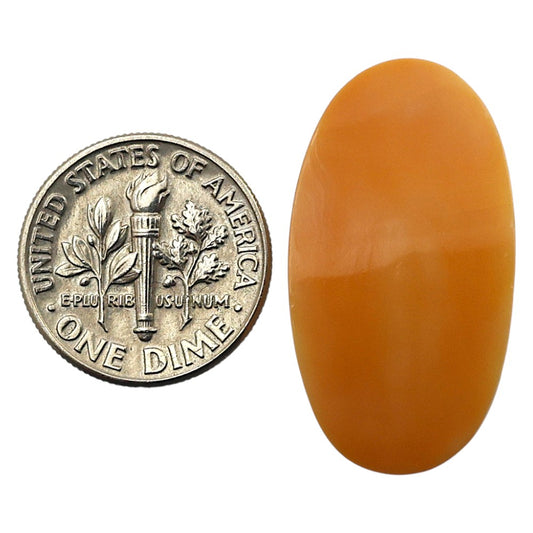 Natural Natural Spiny Oyster Shell 16x28.9x4.5 mm Oval Shape Polished Gemstone LS99-09979