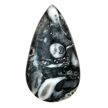 Orthoceras 35.75x20x5.5 mm Pear Gemstone LS02790-44