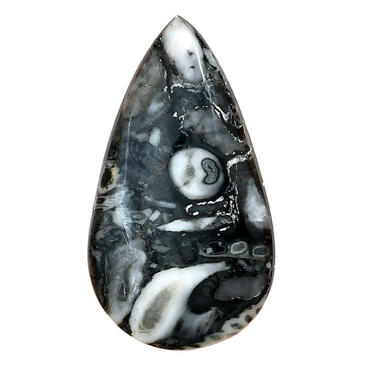 Orthoceras 35.75x20x5.5 mm Pear Gemstone LS02790-44