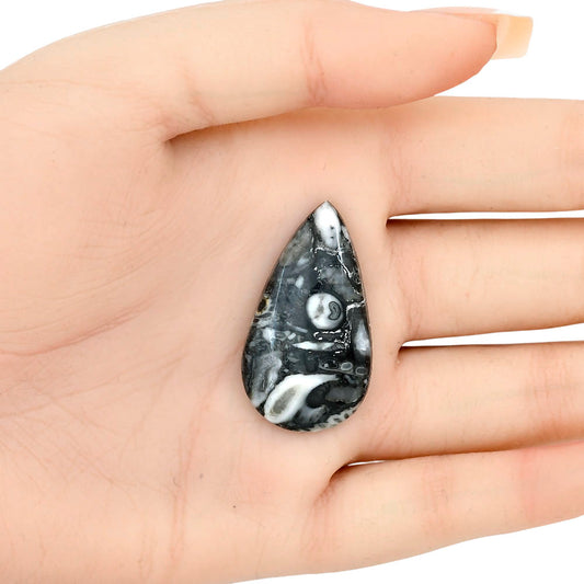 Orthoceras 35.75x20x5.5 mm Pear Gemstone LS02790-44