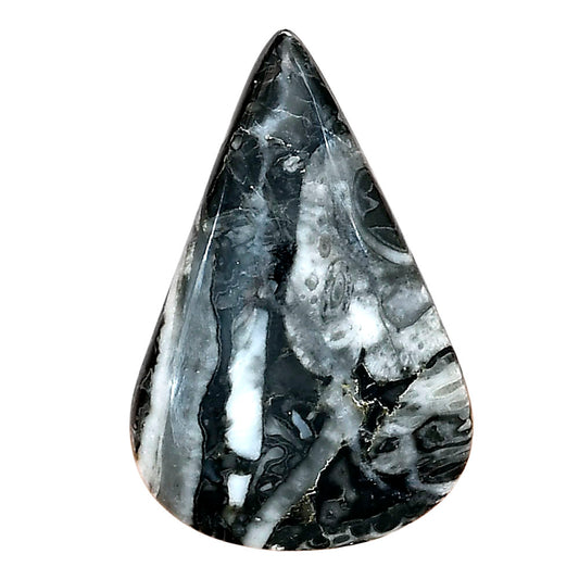 Orthoceras 33x21.75x5.4 mm Pear Gemstone LS02793-44