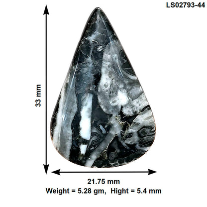 Orthoceras 33x21.75x5.4 mm Pear Gemstone LS02793-44