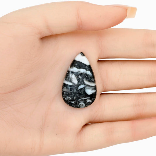Orthoceras 33x20.6x5.5 mm Pear Gemstone LS02794-44
