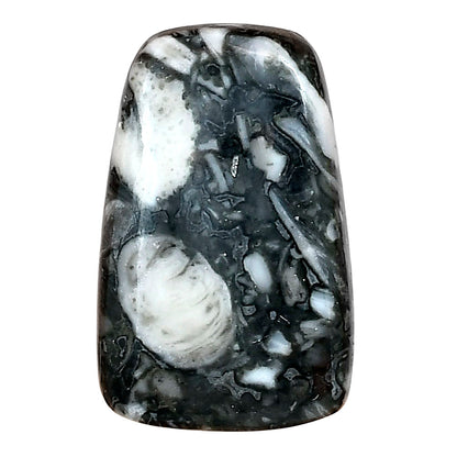 Orthoceras 29.45x18.6x5.3 mm Fancy Gemstone LS02796-44