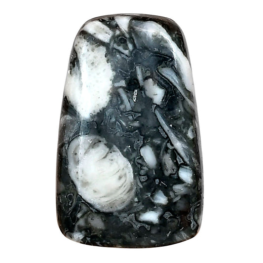 Orthoceras 29.45x18.6x5.3 mm Fancy Gemstone LS02796-44
