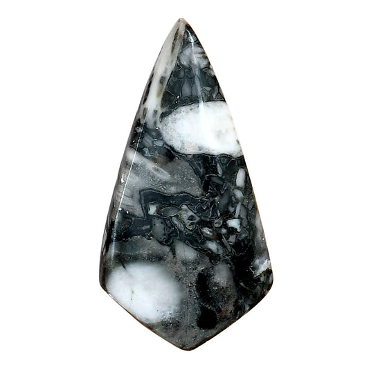 Orthoceras 41.5x21.65x5 mm Fancy Gemstone LS02797-44