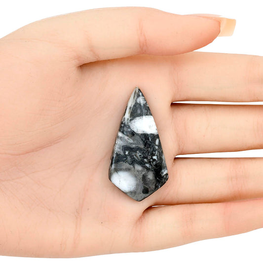 Orthoceras 41.5x21.65x5 mm Fancy Gemstone LS02797-44
