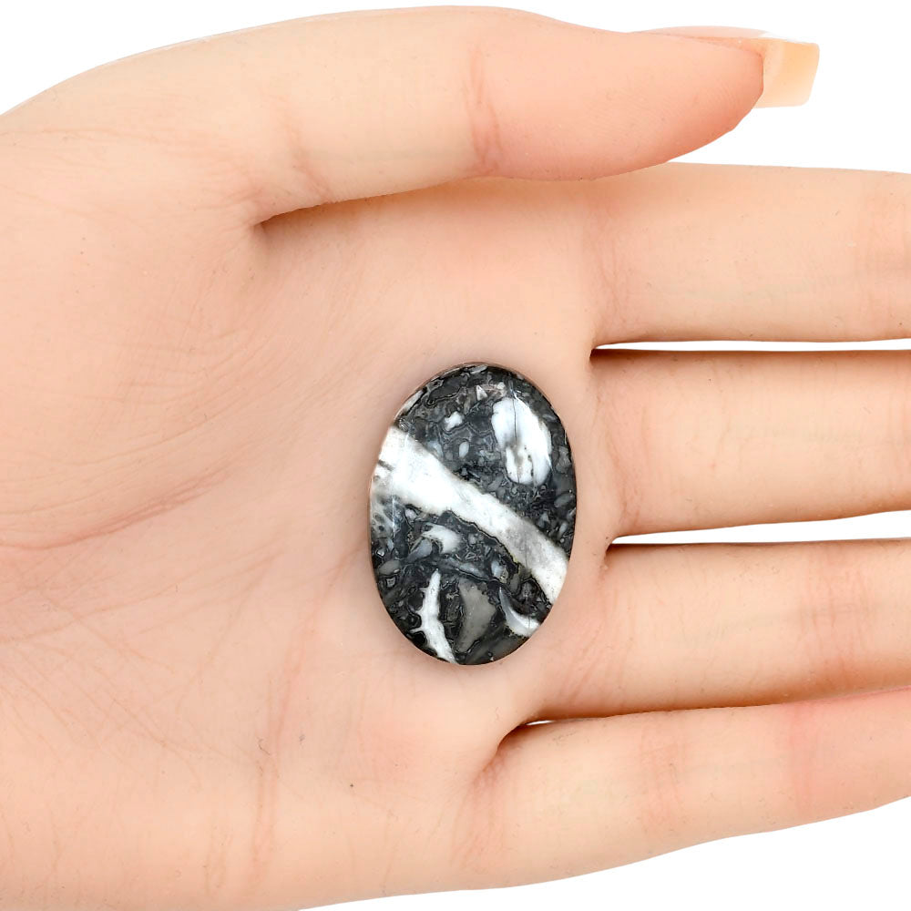 Orthoceras 30.35x21x6 mm Oval Gemstone LS02800-44