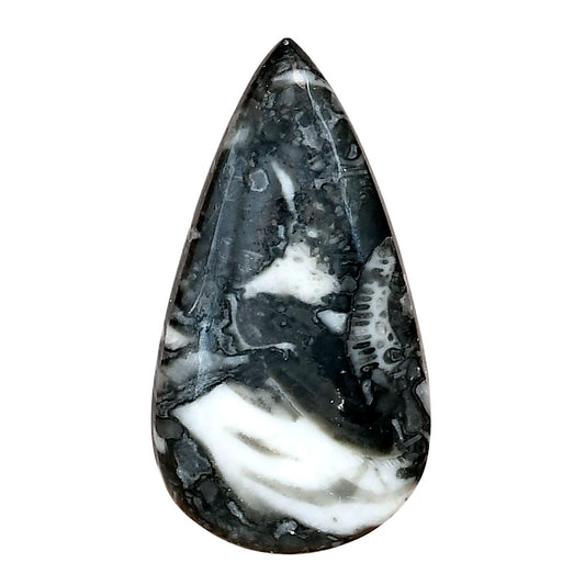 Orthoceras 37.1x20.15x5 mm Pear Gemstone LS02801-44