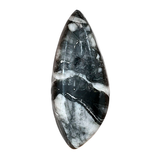 Orthoceras 34x14.35x5.5 mm Fancy Gemstone LS02807-44