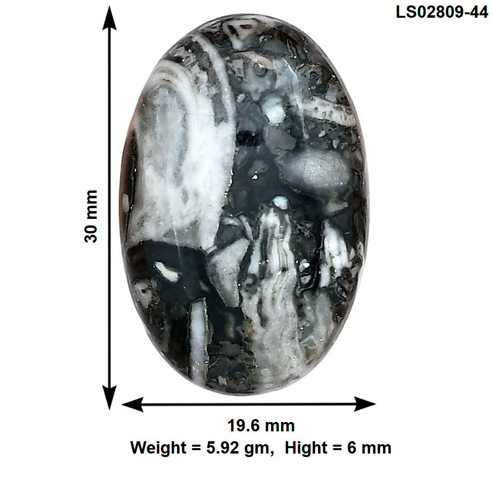 Orthoceras 30x19.6x6 mm Oval Gemstone LS02809-44
