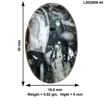 Orthoceras 30x19.6x6 mm Oval Gemstone LS02809-44