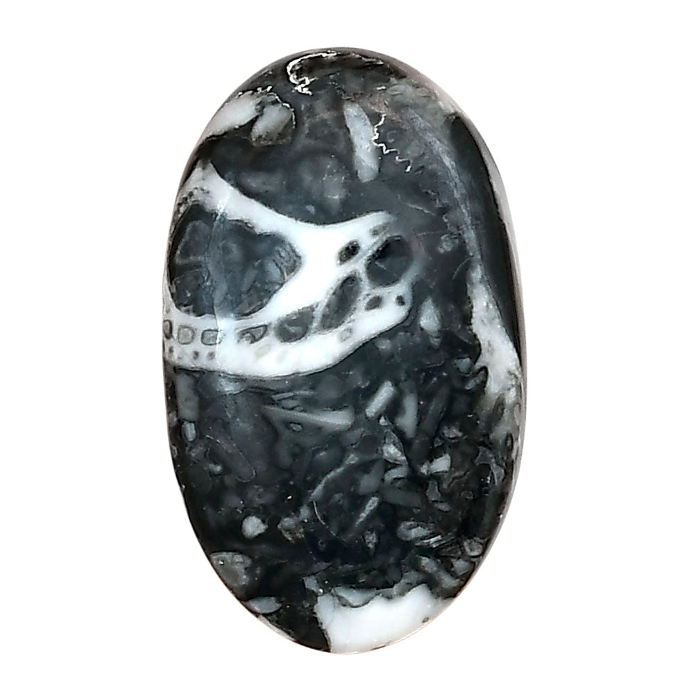 Orthoceras 30.25x18.25x6 mm Oval Gemstone LS02819-44