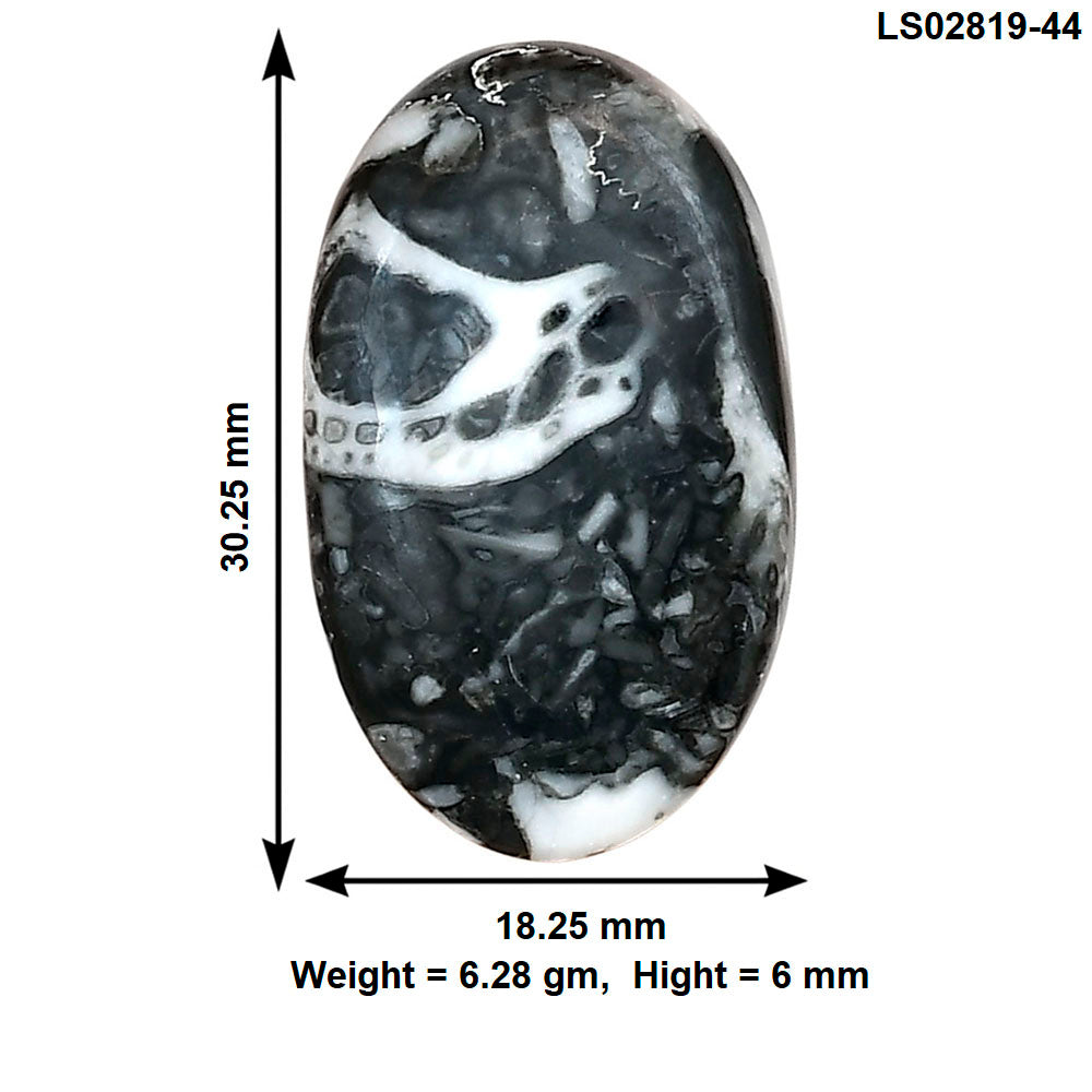 Orthoceras 30.25x18.25x6 mm Oval Gemstone LS02819-44