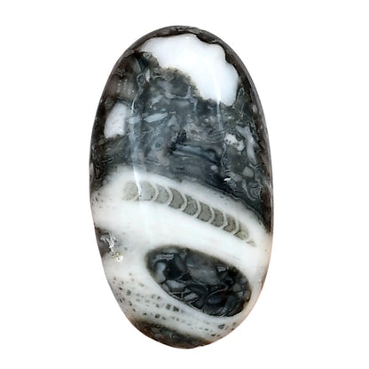 Orthoceras 32.1x18.35x6 mm Oval Gemstone LS02820-44