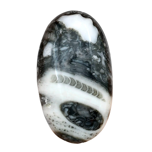 Orthoceras 32.1x18.35x6 mm Oval Gemstone LS02820-44
