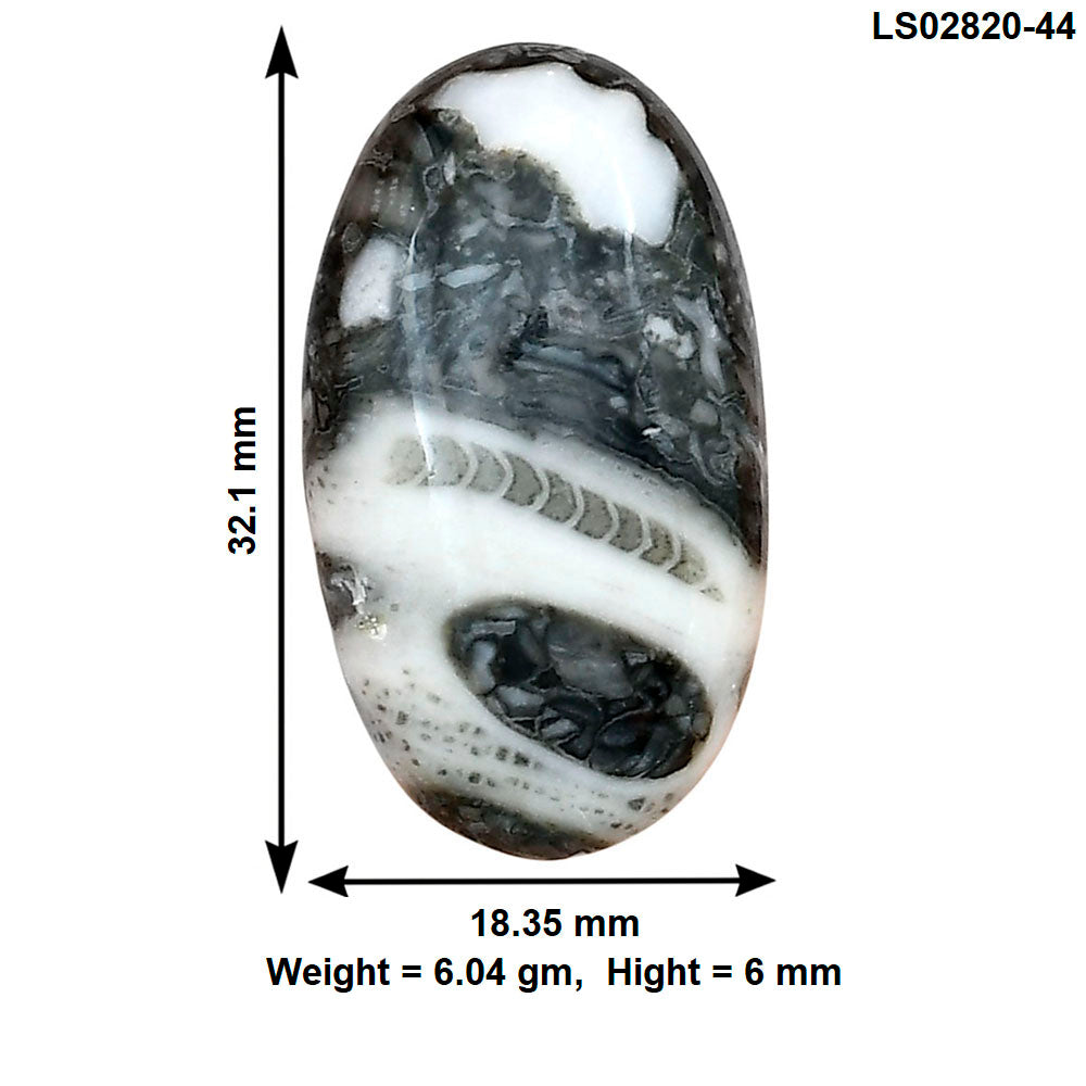Orthoceras 32.1x18.35x6 mm Oval Gemstone LS02820-44
