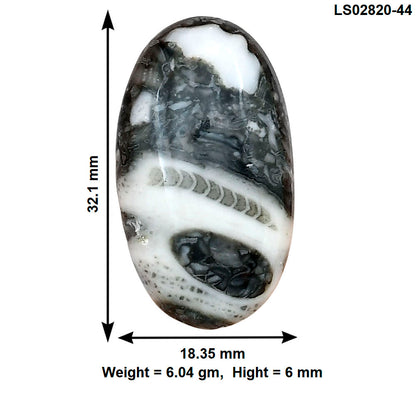 Orthoceras 32.1x18.35x6 mm Oval Gemstone LS02820-44