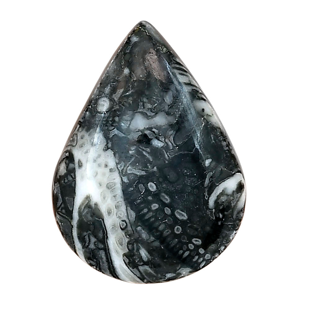 Orthoceras 29.9x22.1x6 mm Pear Gemstone LS02821-44