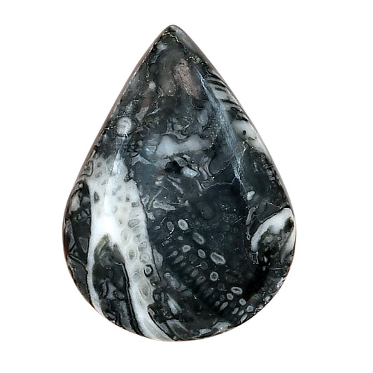 Orthoceras 29.9x22.1x6 mm Pear Gemstone LS02821-44