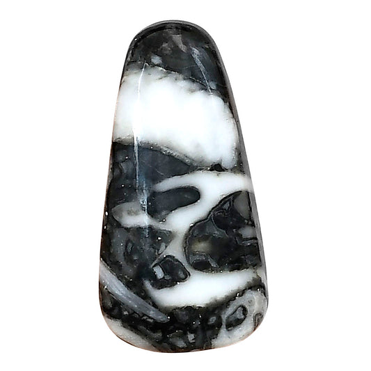 Orthoceras 27.45x14x5 mm Fancy Gemstone LS02825-44
