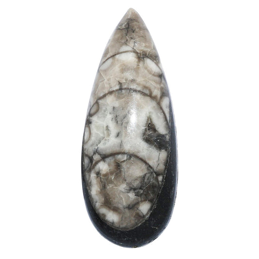 Fossil Orthoceras 19x47.6x9 mm Pear Shape Polished Gemstone LS138-07194