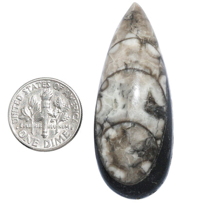 Fossil Orthoceras 19x47.6x9 mm Pear Shape Polished Gemstone LS138-07194