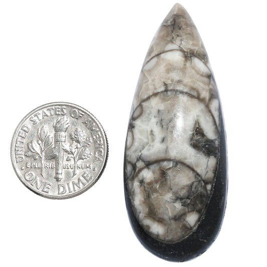 Fossil Orthoceras 19x47.6x9 mm Pear Shape Polished Gemstone LS138-07194