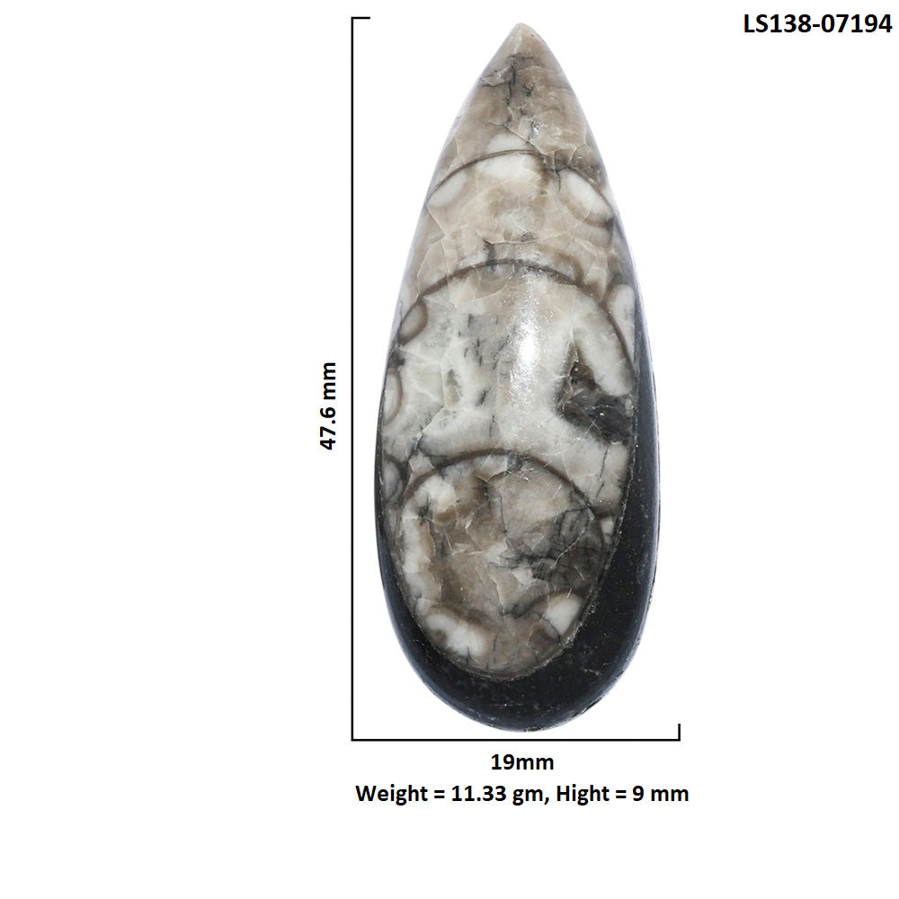 Fossil Orthoceras 19x47.6x9 mm Pear Shape Polished Gemstone LS138-07194