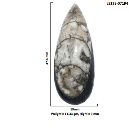 Fossil Orthoceras 19x47.6x9 mm Pear Shape Polished Gemstone LS138-07194