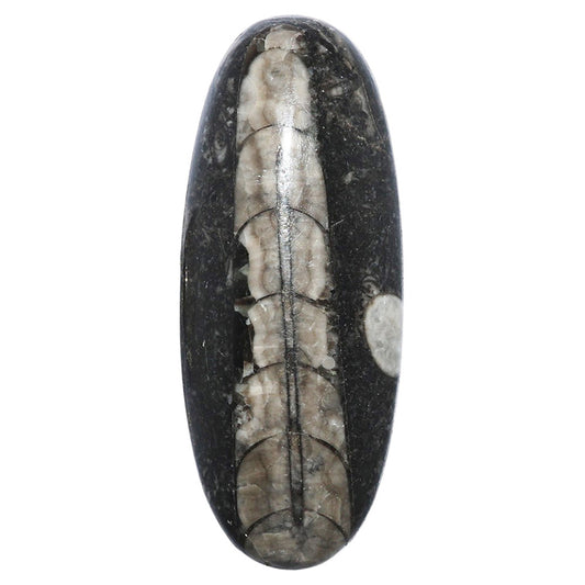 Fossil Orthoceras 19.5x47.85x7 mm Oval Shape Polished Gemstone LS138-07195