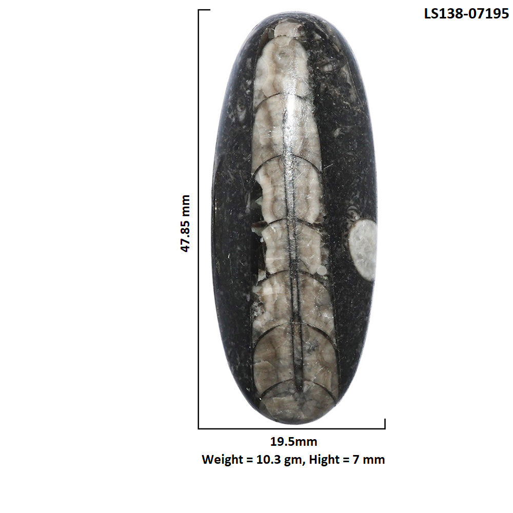 Fossil Orthoceras 19.5x47.85x7 mm Oval Shape Polished Gemstone LS138-07195