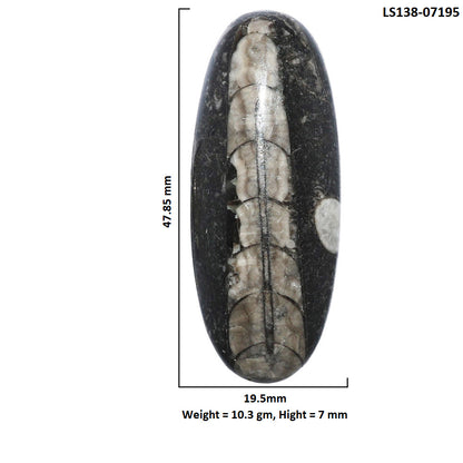 Fossil Orthoceras 19.5x47.85x7 mm Oval Shape Polished Gemstone LS138-07195