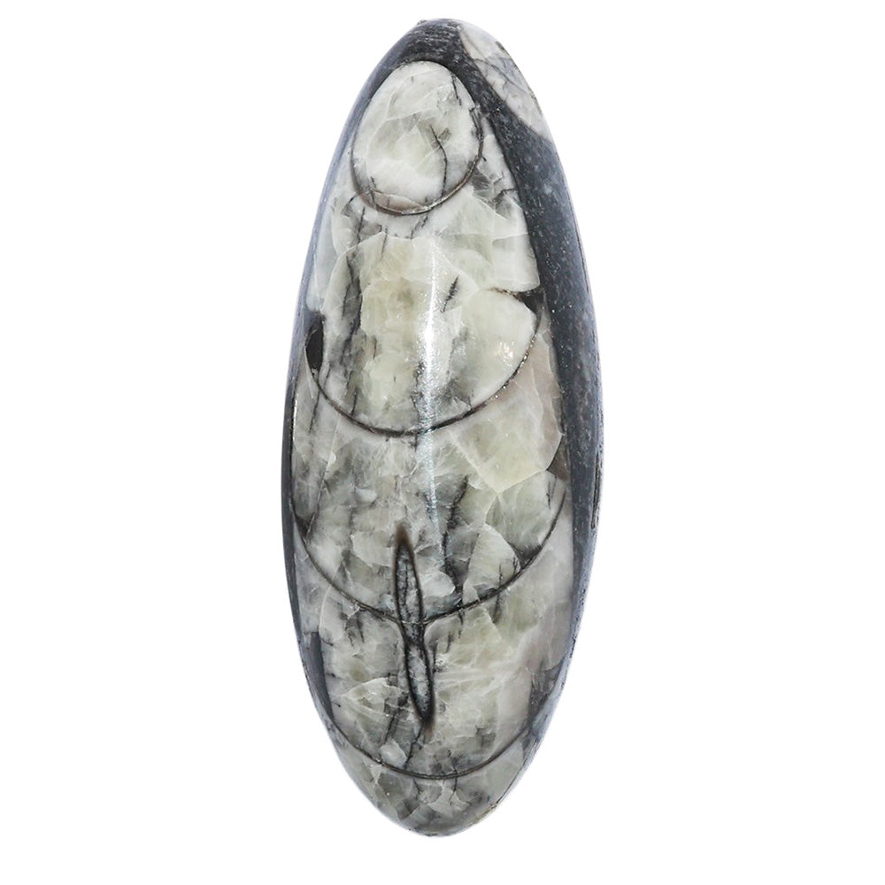 Fossil Orthoceras 18x45.55x9.5 mm Oval Shape Polished Gemstone LS138-07196