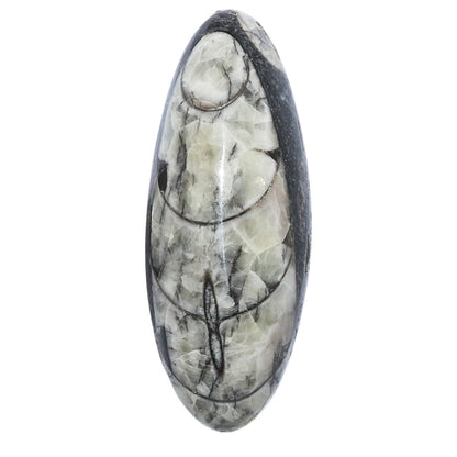Fossil Orthoceras 18x45.55x9.5 mm Oval Shape Polished Gemstone LS138-07196
