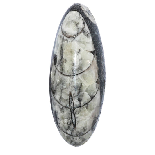 Fossil Orthoceras 18x45.55x9.5 mm Oval Shape Polished Gemstone LS138-07196