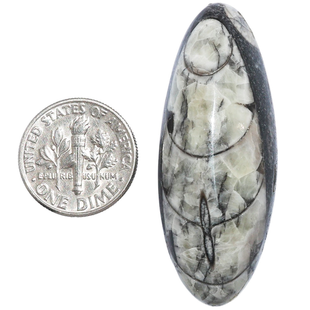 Fossil Orthoceras 18x45.55x9.5 mm Oval Shape Polished Gemstone LS138-07196
