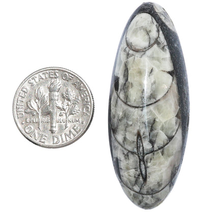 Fossil Orthoceras 18x45.55x9.5 mm Oval Shape Polished Gemstone LS138-07196
