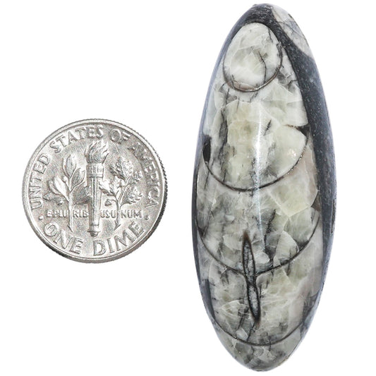 Fossil Orthoceras 18x45.55x9.5 mm Oval Shape Polished Gemstone LS138-07196