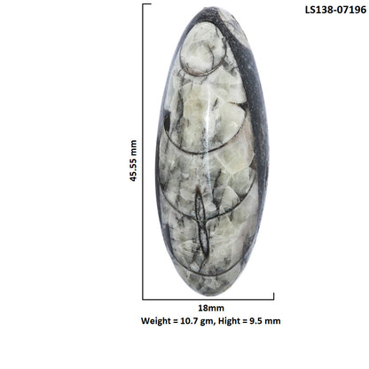 Fossil Orthoceras 18x45.55x9.5 mm Oval Shape Polished Gemstone LS138-07196