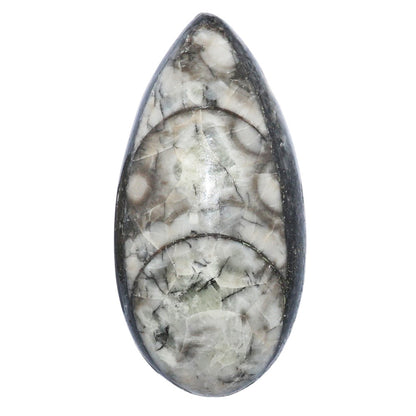 Fossil Orthoceras 18.7x37.5x9.5 mm Pear Shape Polished Gemstone LS138-07197