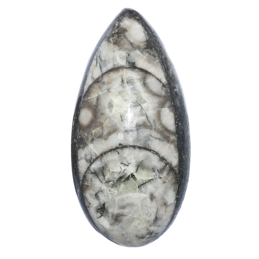 Fossil Orthoceras 18.7x37.5x9.5 mm Pear Shape Polished Gemstone LS138-07197