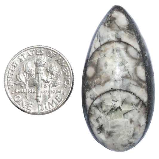 Fossil Orthoceras 18.7x37.5x9.5 mm Pear Shape Polished Gemstone LS138-07197