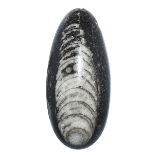 Fossil Orthoceras 15.5x34.1x8 mm Oval Shape Polished Gemstone LS138-07198