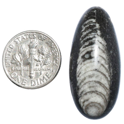 Fossil Orthoceras 15.5x34.1x8 mm Oval Shape Polished Gemstone LS138-07198