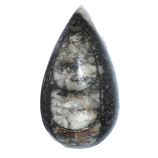 Fossil Orthoceras 11.7x21.3x6 mm Pear Shape Polished Gemstone LS138-07202