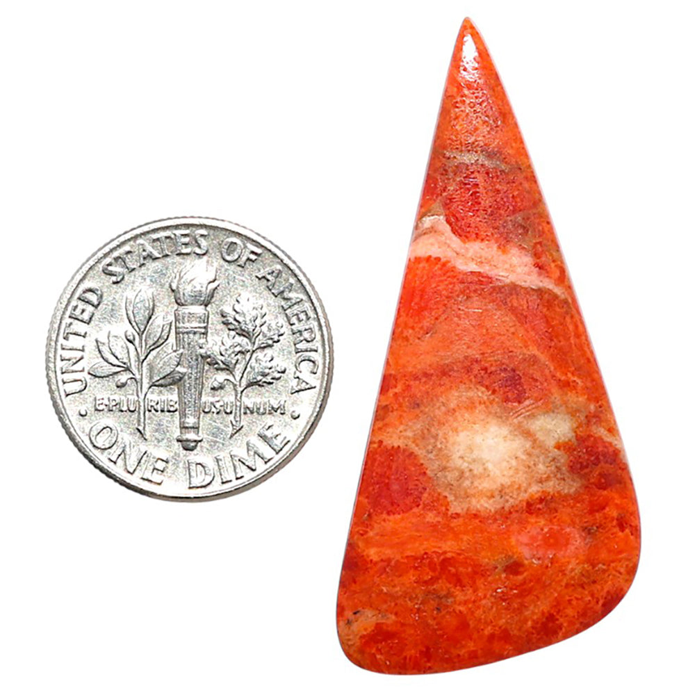 Red Sponge Coral 18.2x41x2.7 mm Fancy Shape Polished Gemstone LS156-09114