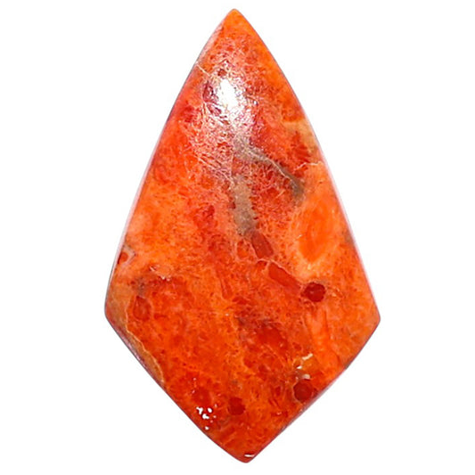 Red Sponge Coral 14.5x23.8x3 mm Fancy Shape Polished Gemstone LS156-09119